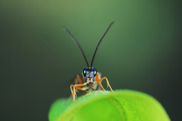Bee insects in the wild, North China