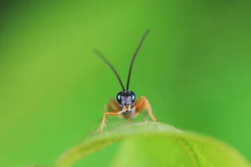Bee insects in the wild, North China