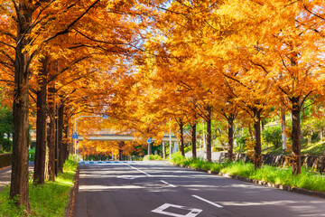 秋・紅葉イメージ　メタセコイア