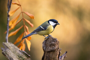 Small bird in forest