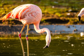 pink flamingo in the water