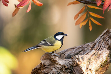 Small bird in forest