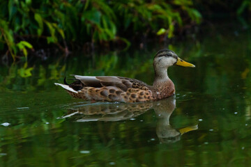 duck on the water