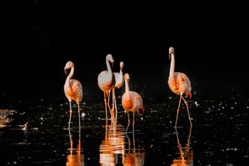Fototapeten flamingo on the water © Hristo Shanov