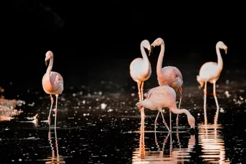 Fensteraufkleber flamingo in the water © Hristo Shanov
