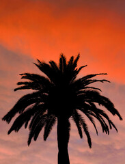 Fototapeta na wymiar A plam silhouette on a beautiful orange sunset sky