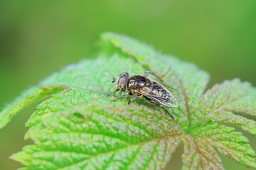 Aphid eating flies in the wild, North China