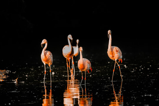 Flamingo On The Water