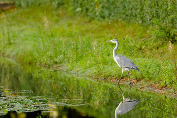 great blue heron