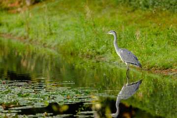great blue heron