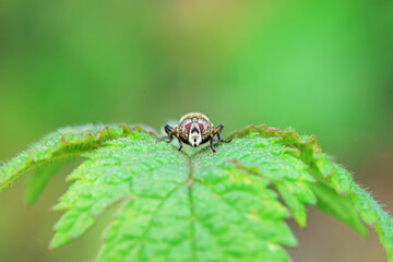Aphid eating flies in the wild, North China