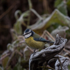 Blaumeise am Frostigen Morgen