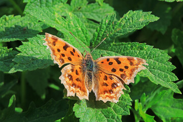 Lepidoptera insects in the wild, North China