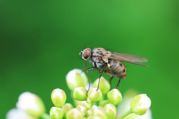 Flies on wild plants, North China