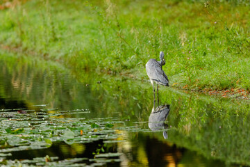 heron ardea cinerea