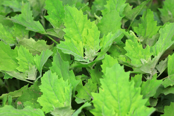 Close up of Grifola leaf, North China