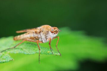 Gadfly on wild plants, North China