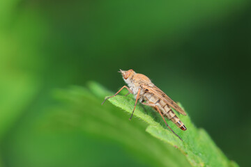 Gadfly on wild plants, North China