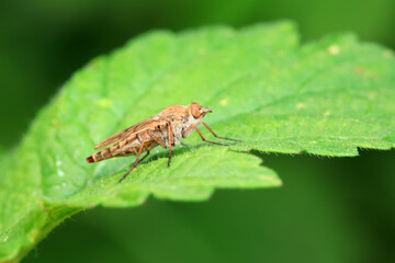 Gadfly on wild plants, North China