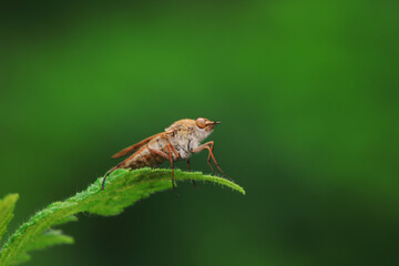 Gadfly on wild plants, North China