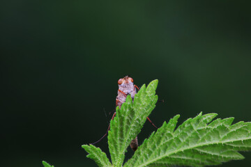 Gadfly on wild plants, North China