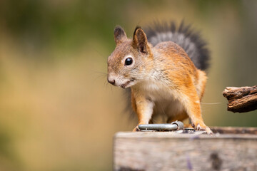 Naklejka na ściany i meble Cute squirrel in wild nature in Finland