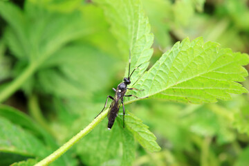 Fototapeta premium Bee insects in the wild, North China
