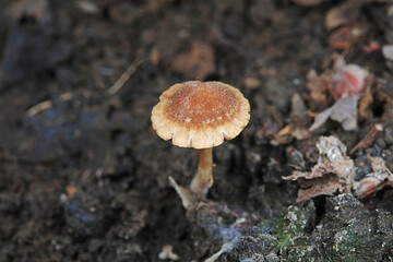 Wild mushrooms in the grass, North China