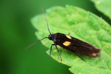 Lepidoptera insects in the wild, North China