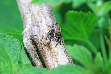 Spiders in the wild, North China