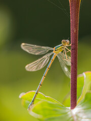 Gemeine Becherjungfer im Sonnenlicht