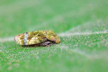 Leaf cicada on wild plants, North China