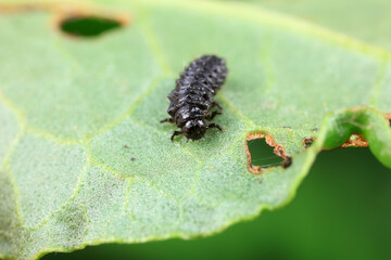 Ladybugs on wild plants, North China