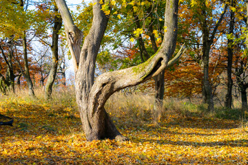 Maple tree with twisted trunk