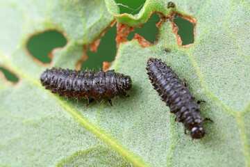 Ladybugs on wild plants, North China