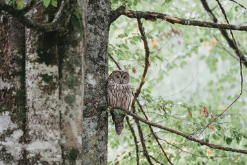 Strix uralensis wild owl in czech forest
