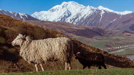 sheep and lamb in the mountains