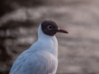 Lachmöwe im Portrait