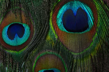 Fotobehang Beautiful bright peacock feathers as background, closeup © New Africa