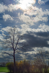 Obraz na płótnie Canvas Bare trees against a slightly cloudy sky.
