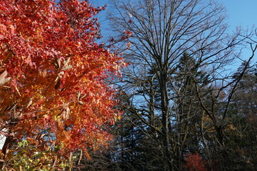 ⒒月、秋の軽井沢、紅葉の葉も散り町は冬の準備、