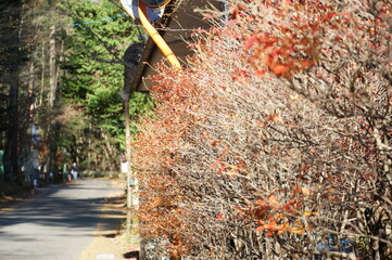 ⒒月、秋の軽井沢、紅葉の葉も散り町は冬の準備、
