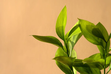 Green Ruscus flower in the sunlight on soft beige background. An ideal backplate for natural and organic products presentation. Leaves in the sun. Front view