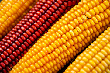corn. yellow corn on a black background. concept photo.
