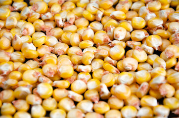 corn. yellow and red corn on a black background. corn grains
