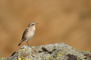 Northern wheatear