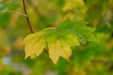 Autumn maple leaf hanging on a tree branch in the park. Beautiful photo with selective focus