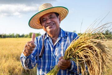 Happy smile An elderly Asian farmer wearing a shirt and hat stands in a rice field with thumbs up....