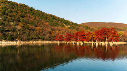 red cypresses grow in the lake among the mountains