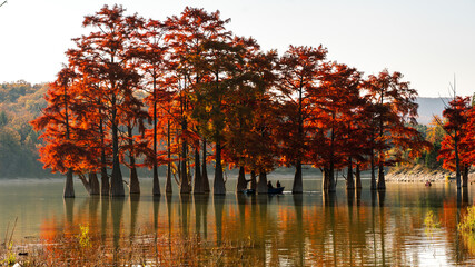 people swim on boats under the red cypress trees grow in the lake among the mountains
